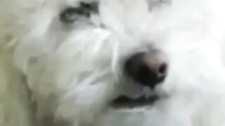 Funny Pets