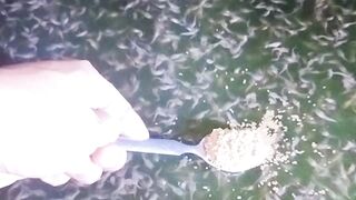 Budidaya ikan lele bisa jadi USAHA SAMPINGAN bisa jadi USAHA POKOK tergantung pilihan kita