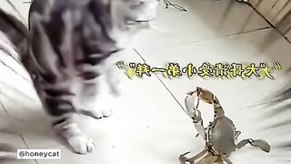 Cats. Funny videos