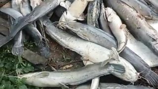 Kalau sudah begini, mau SENIOR mau PEMULA pasti down SEMANGATNYA