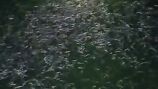 Deder bibit lele ukuran 2-3cm ke Ukuran 5-7cm❗ Berapa lama❓Sepengalaman kalian