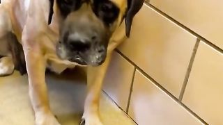 How has the sad old dog from the shelter changed in a year