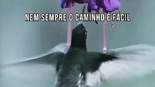 Nem sempre o caminho é fácil