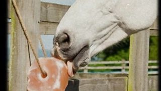 Himalayan Animal Lick Salt On Rope for Horses