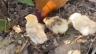 Hen with chicks
