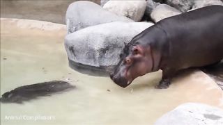 Baby Hippos Swimming - CUTEST Compilation