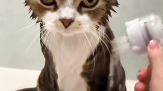 Funny animals fails