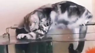 Funny animals. Cats