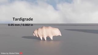 Animal Size comparison 3D