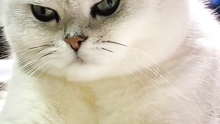 Cat World is Adorable