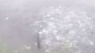 fish cultivation tawar