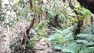 Beautiful Aviary