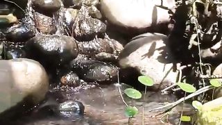 Mini Aviary