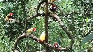 Mini Aviary