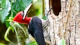 Beautiful woodpecker