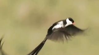 Longtail paradise