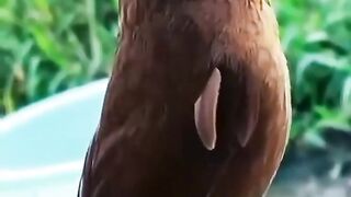 Beautiful Wambi bird