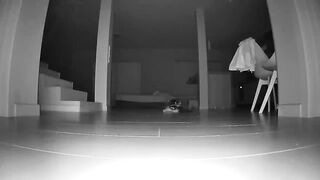 Endless Meowing. What Do Cats Do At Night? Part 4