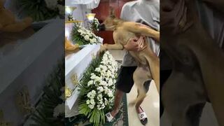 My mom’s best friend! miss and love you ma!! #dogfriend #youtubeshorts