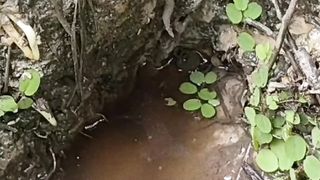 A rare moment of monster eel appearance