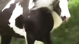 Beautiful horse