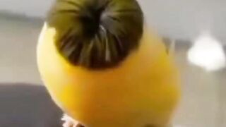 لائک کریں رب کی خوبصورت تخلیق