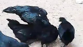 Blackies in group