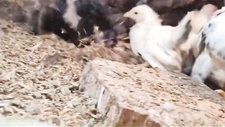 Black and white colony