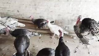 Turkey birds