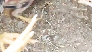 Birds of a different origin