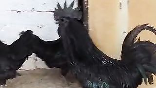 Ayam cimani is black