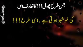 Insan ka taruf