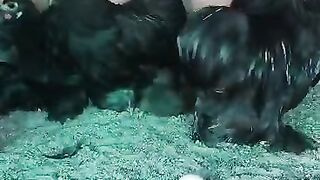 Look there is an egg