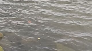 fishing for crabs