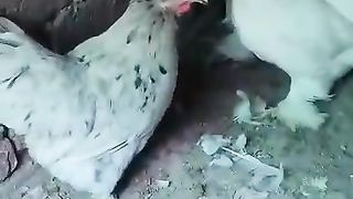 Silver bantam