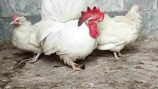 White gold ll gold and white