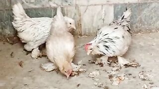 Eat together