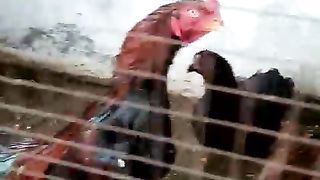 In the cage together