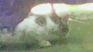 Cat is driving definitely