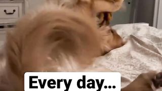 This is how my dog plays with his toys! #dog #goldenretriever