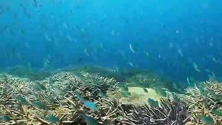 The rainforests of the seas