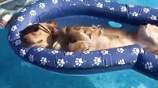 I caught my dog wasted!???? #dog #goldenretriever
