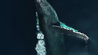 Breathing With Whales