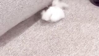 Teddy destroys the house!