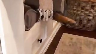 Not the best guard dog… #shorts #dog #dogs #goldenretriever