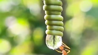 Ant ????.   Allah is great.