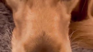 My dog does this every time I leave! #dog #goldenretriever