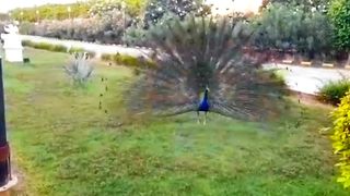 Relaxing Nature for Nervous |Such Astounding View || Nature Video 4K || Peacock Video