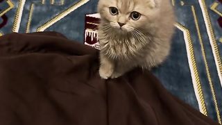 WHEN YOU HAVE CAT IN HOUSE ☺️