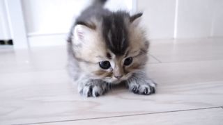 Grandmother cat Mimi plays with her grand-kitten! And some old faces make an appearance!